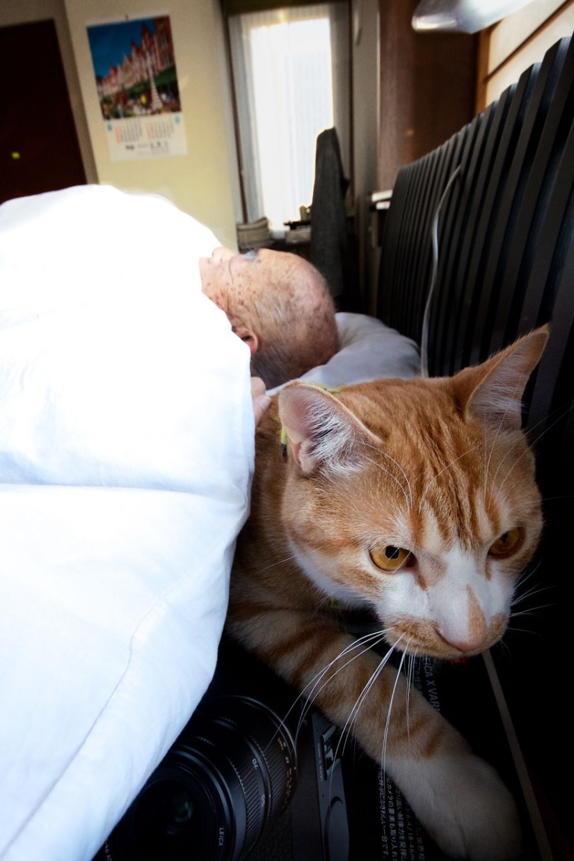 A Japanese woman brought her grandfather back to life by giving him a kitten