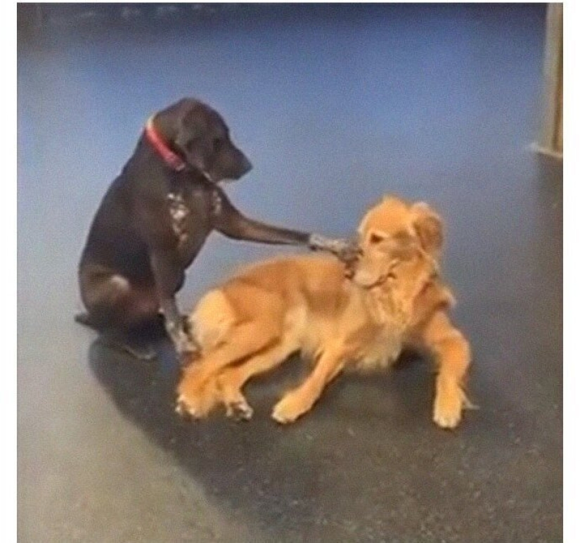 A kind dog who strokes his fellow dogs with his paw has fallen in love with netizens
