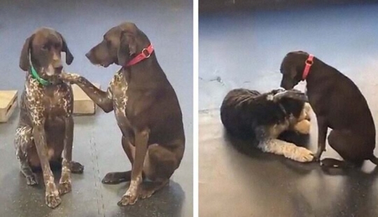 A kind dog who strokes his fellow dogs with his paw has fallen in love with netizens