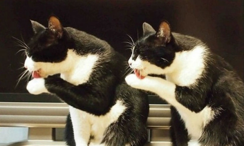 A little—studied, but desperately funny fact - cats can synchronize