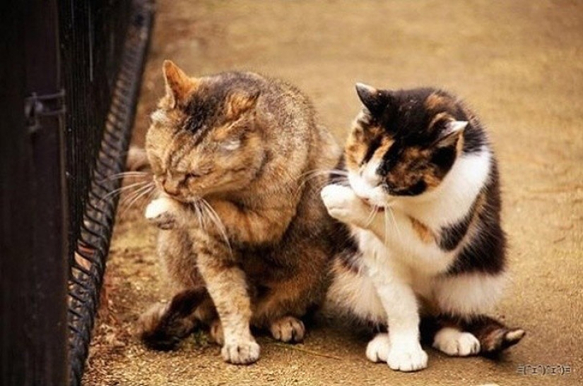 A little—studied, but desperately funny fact - cats can synchronize