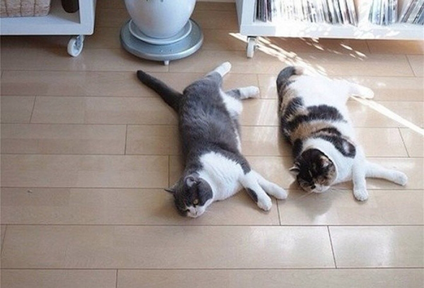 A little—studied, but desperately funny fact - cats can synchronize