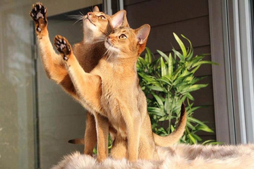 A little—studied, but desperately funny fact - cats can synchronize