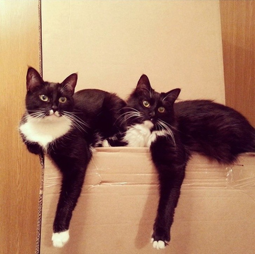 A little—studied, but desperately funny fact - cats can synchronize