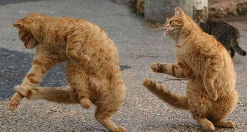 A little—studied, but desperately funny fact - cats can synchronize