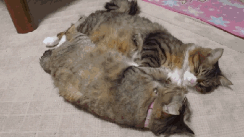 A little—studied, but desperately funny fact - cats can synchronize