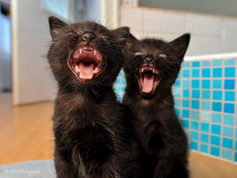 A little—studied, but desperately funny fact - cats can synchronize