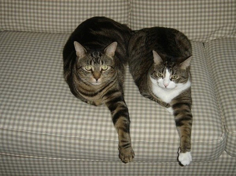 A little—studied, but desperately funny fact - cats can synchronize