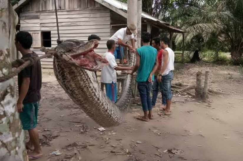 A man fought in a deadly fight with a seven-meter python