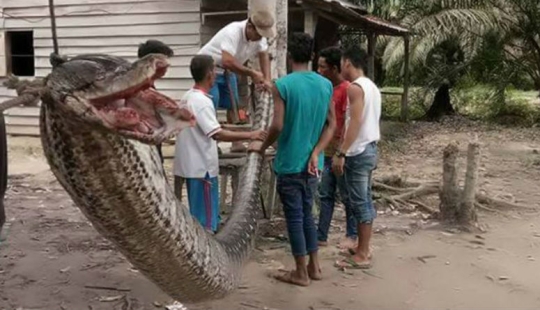 A man fought in a deadly fight with a seven-meter python A man fought in a deadly fight with a seven-meter python