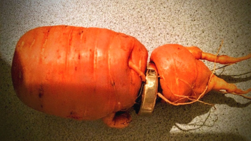 A man found an engagement ring lost three years ago on a carrot