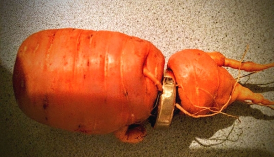 A man found an engagement ring lost three years ago on a carrot A man found an engagement ring lost three years ago on a carrot