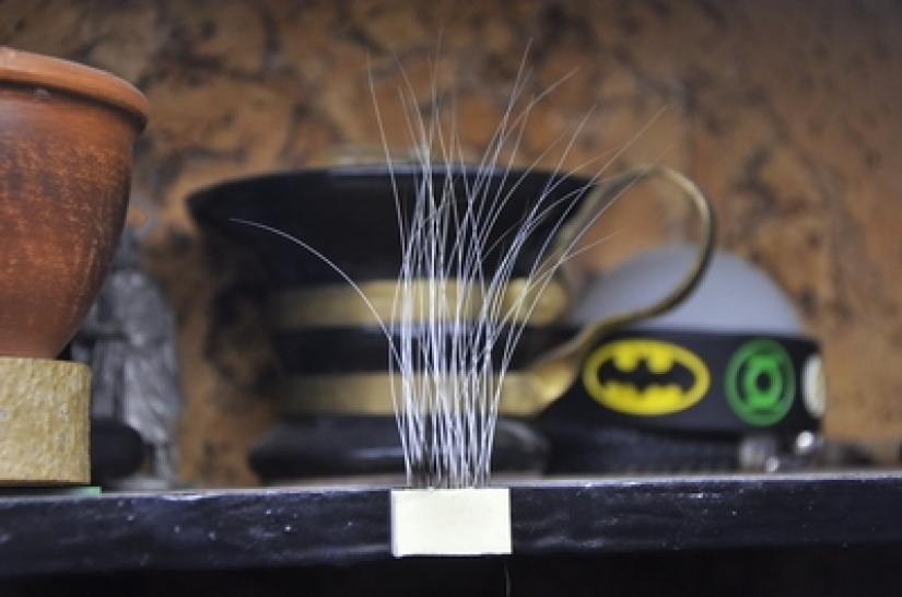A man put up for sale cat whiskers, and a buyer with specific requests became interested in them
