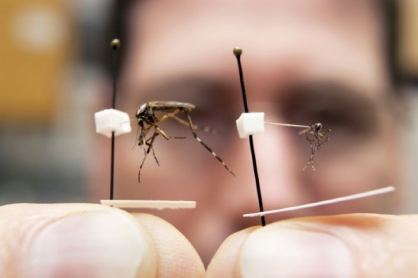 A million-strong army of mutant mosquitoes has been created in the UK and this is not a new weapon at all