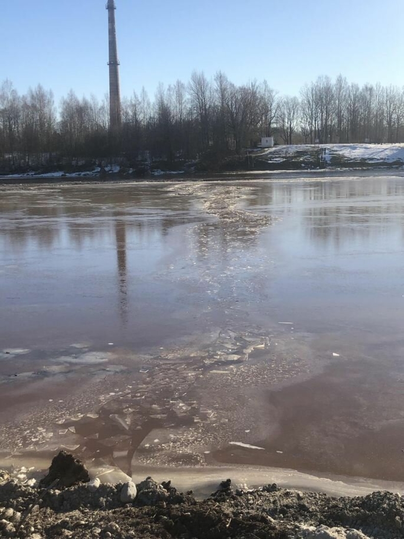 A mistake came out: Estonians rescued a dog from an icy river, and it turned out to be a wolf