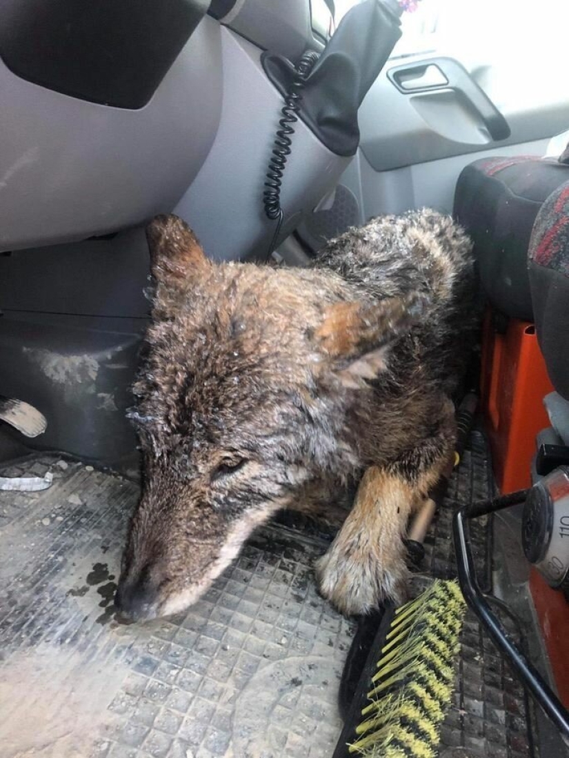 A mistake came out: Estonians rescued a dog from an icy river, and it turned out to be a wolf