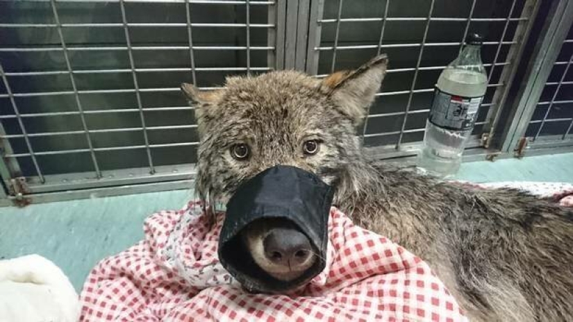 A mistake came out: Estonians rescued a dog from an icy river, and it turned out to be a wolf