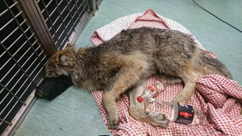 A mistake came out: Estonians rescued a dog from an icy river, and it turned out to be a wolf