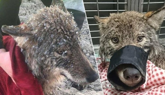 A mistake came out: Estonians rescued a dog from an icy river, and it turned out to be a wolf A mistake came out: Estonians rescued a dog from an icy river, and it turned out to be a wolf