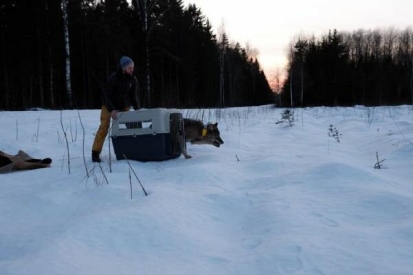 A mistake came out: Estonians rescued a dog from an icy river, and it turned out to be a wolf