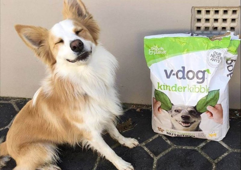 A new environmental trend: Cats and dogs are becoming vegans