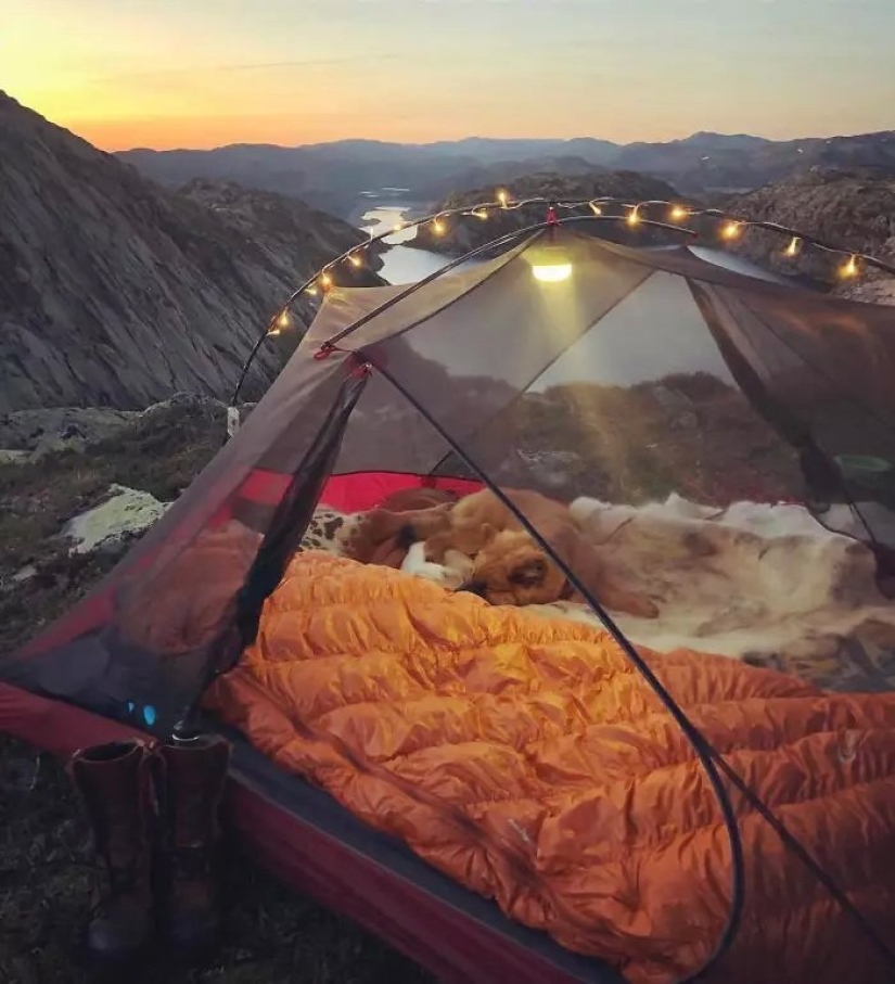 A new trend of wild tourism – tents with transparent walls