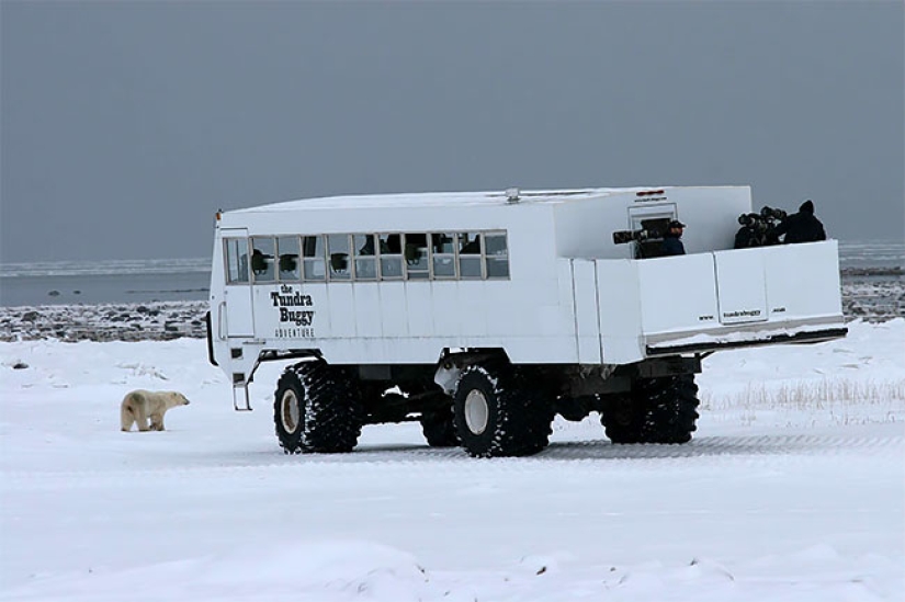 A night with polar bears: the first Arctic hotel on wheels
