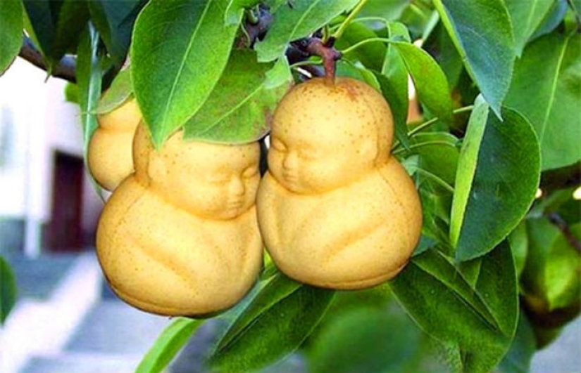 A pear in the form of a Buddha and other vegetables and fruits of bizarre shapes