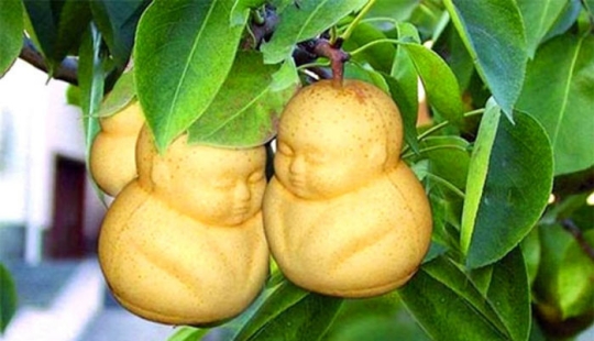 A pear in the form of a Buddha and other vegetables and fruits of bizarre shapes
