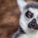 A photographer from Melbourne captured a lemur suffering from a hangover