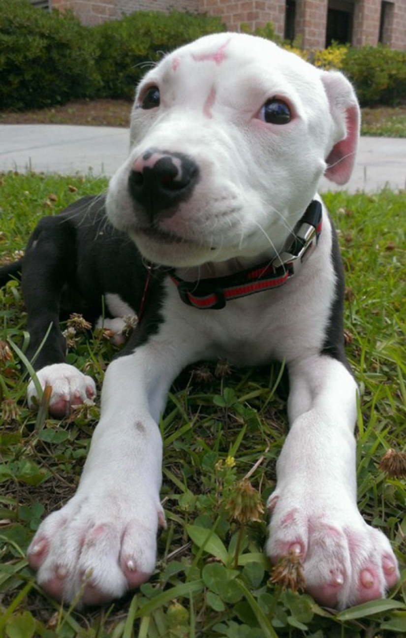 A puppy who barely survived the fire grew up and became a fire dog