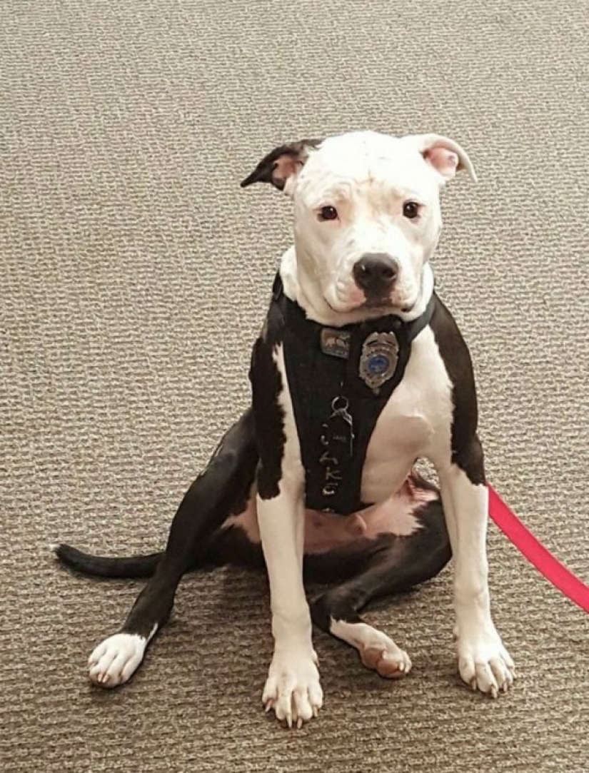 A puppy who barely survived the fire grew up and became a fire dog