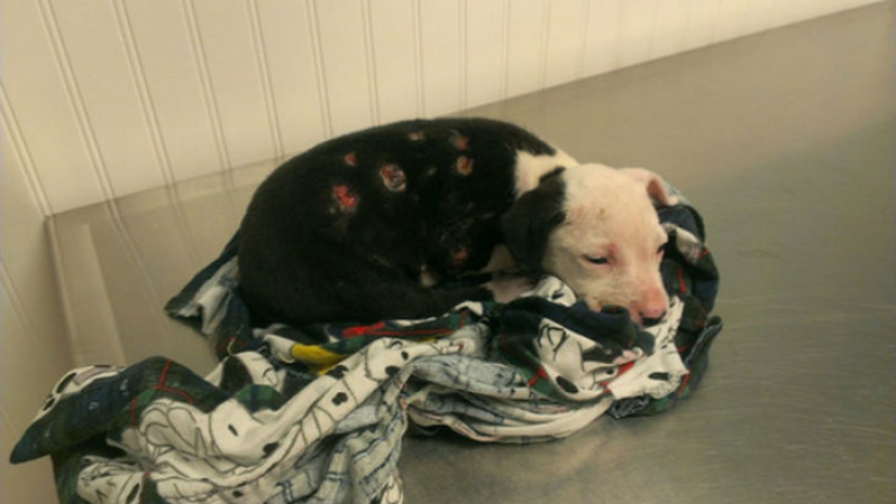 A puppy who barely survived the fire grew up and became a fire dog