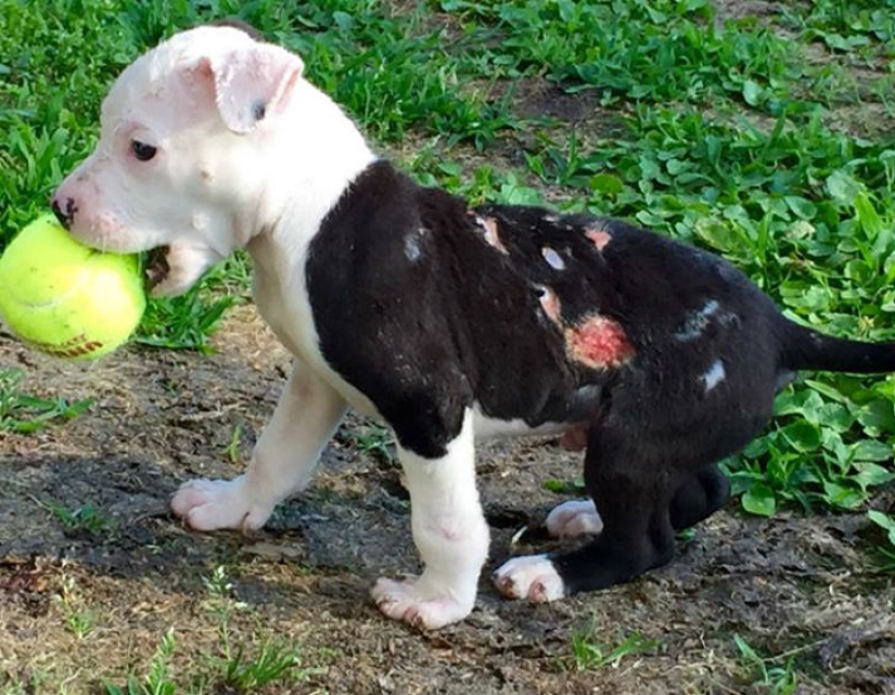 A puppy who barely survived the fire grew up and became a fire dog