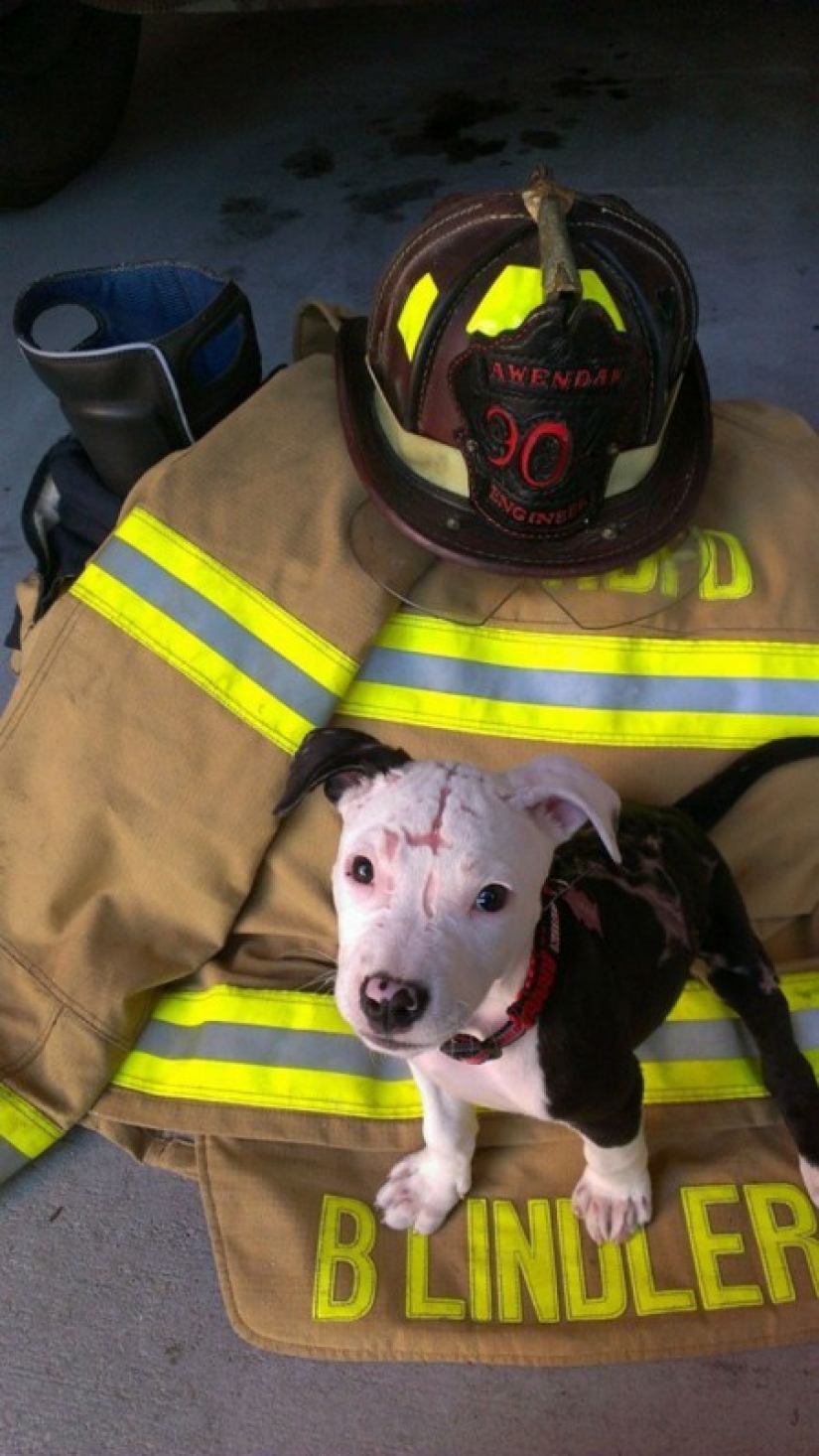 A puppy who barely survived the fire grew up and became a fire dog