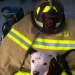 A puppy who barely survived the fire grew up and became a fire dog