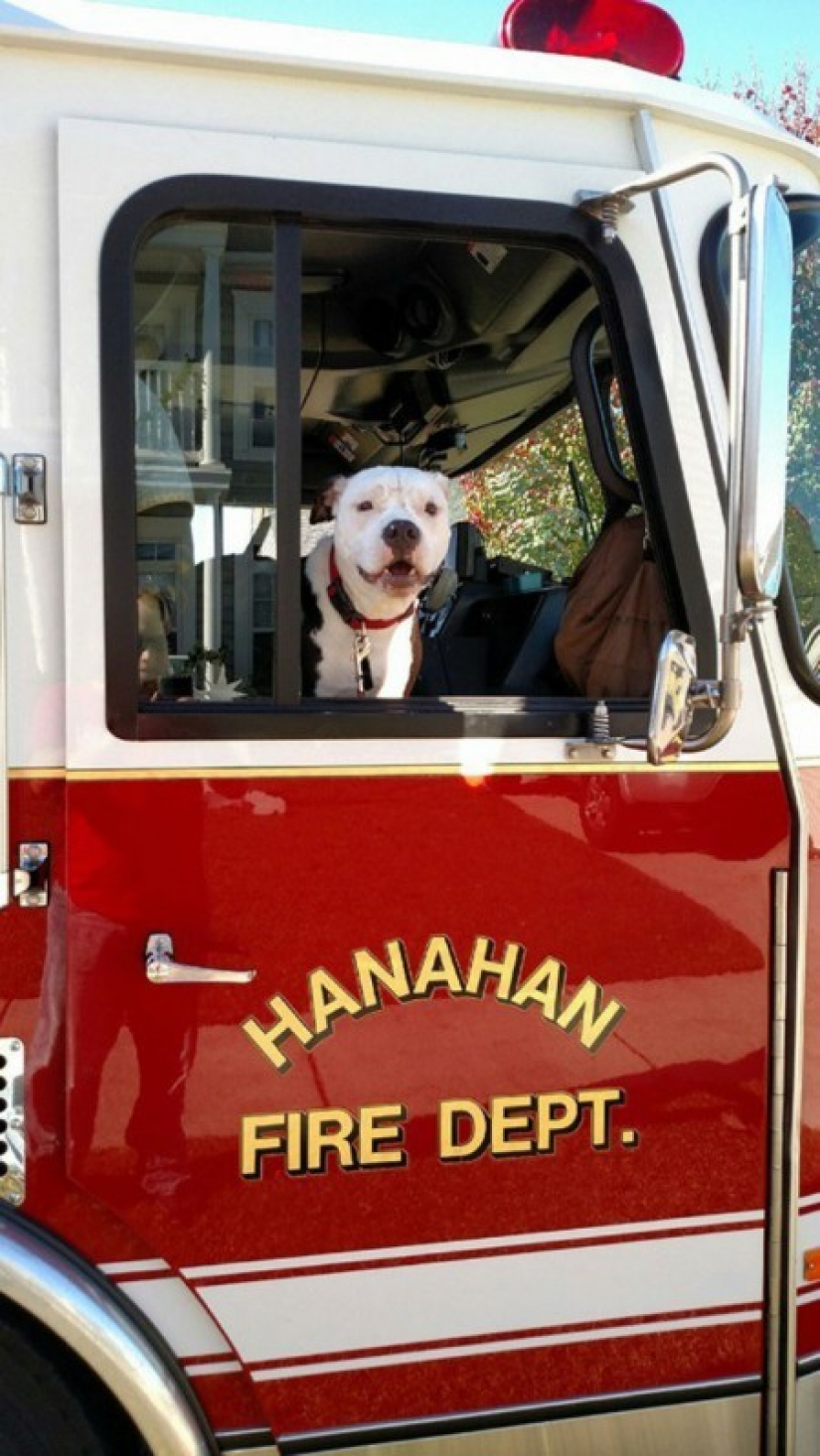 A puppy who barely survived the fire grew up and became a fire dog