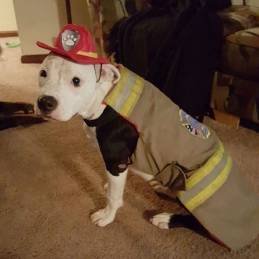 A puppy who barely survived the fire grew up and became a fire dog