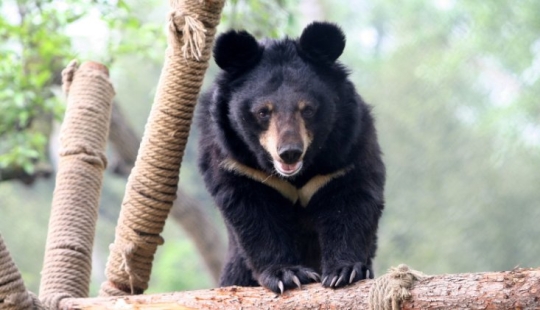 A rare bear cub was sold to a Chinese woman instead of a dog