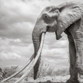 A rare elephant with "super-tusks" has died in Kenya