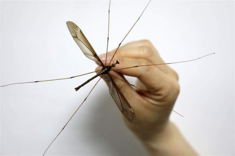 A record-breaking mosquito of frightening size has been discovered in China