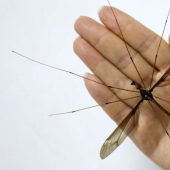 A record-breaking mosquito of frightening size has been discovered in China