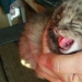 A Russian farmer saved not quite ordinary kittens on his plot