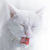 A Russian woman has come up with a mechanical "cat's tongue" that will replace taking a shower or a bath