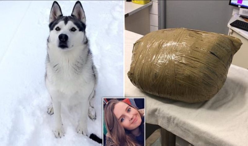 A terrible surprise: the girl returned and found her beloved dog dead and wrapped in duct tape
