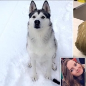 A terrible surprise: the girl returned and found her beloved dog dead and wrapped in duct tape