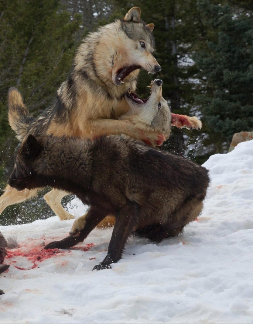 A tourist witnessed a bloody grizzly fight with a pack of wolves