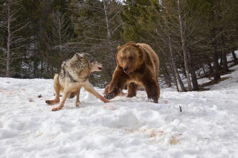 A tourist witnessed a bloody grizzly fight with a pack of wolves
