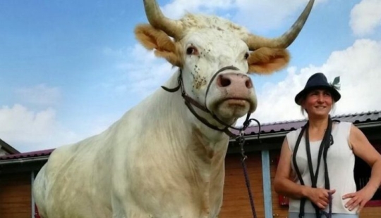 A trainer from France brought up a racing bull