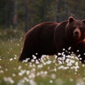 A Turkish farmer has attracted bears thieves to tasting honey and not lost